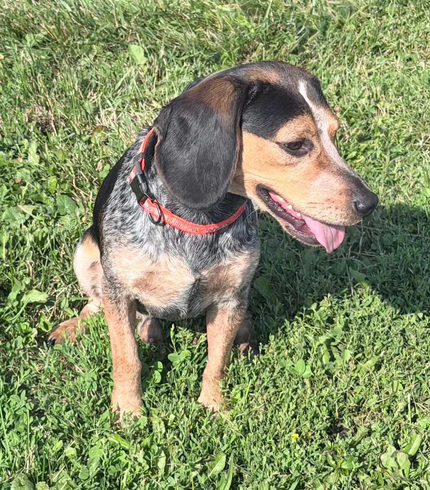 Enlarge Frank, an adopted mixed breed in Wapakoneta, OH image 3/4