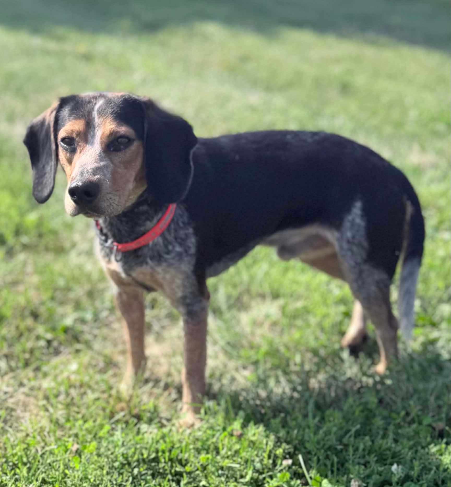 Enlarge Frank, an adopted mixed breed in Wapakoneta, OH image 2/4
