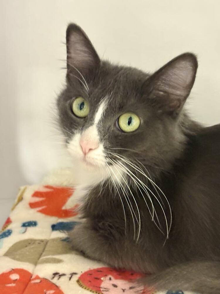 Enlarge Purrball, a Adoptable Domestic Medium Hair in Plymouth, MN image 2/6