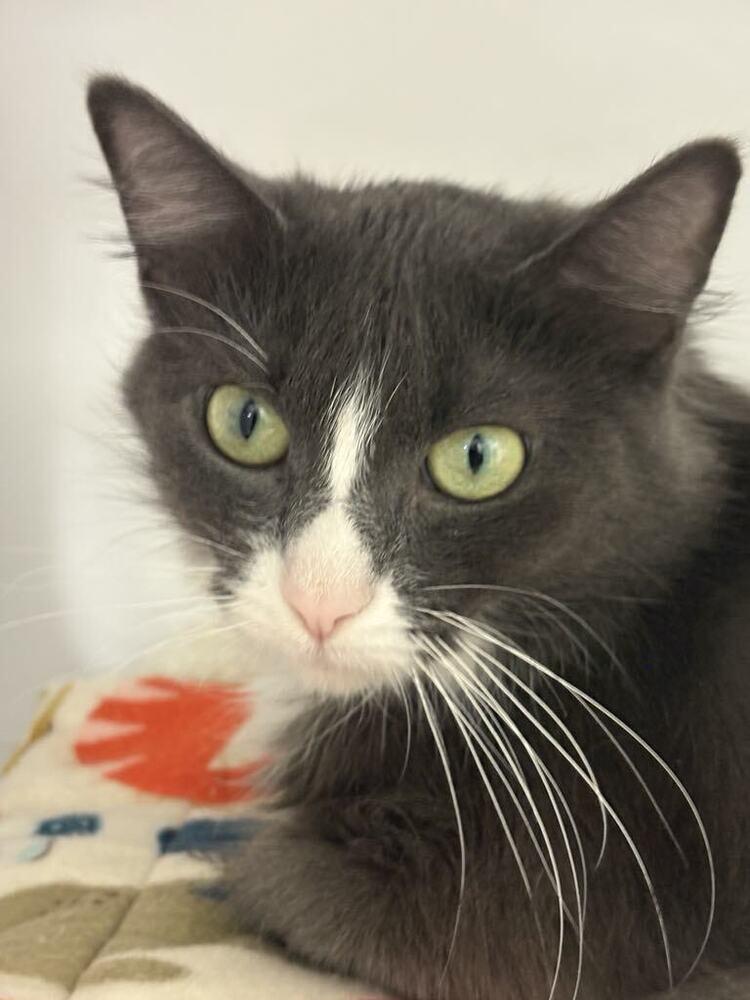 Enlarge Purrball, a Adoptable Domestic Medium Hair in Plymouth, MN image 3/6