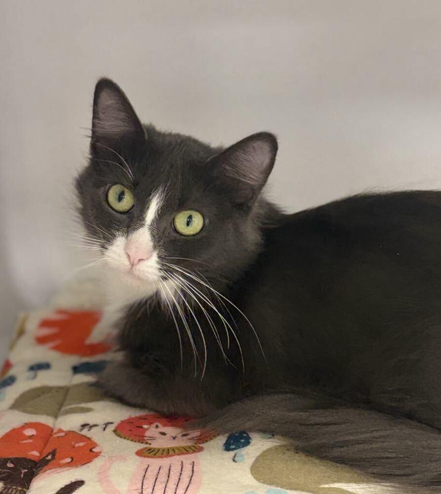 Enlarge Purrball, a Adoptable Domestic Medium Hair in Plymouth, MN image 6/6