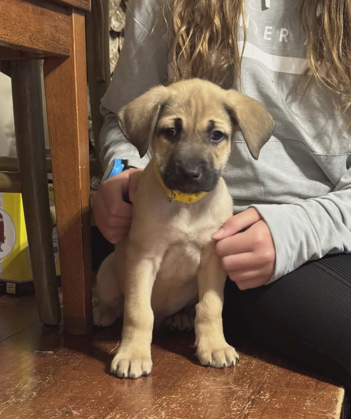 Enlarge Pepper the shepherd mix puppy, a Adoptable mixed breed in Muskego, WI image 2/4