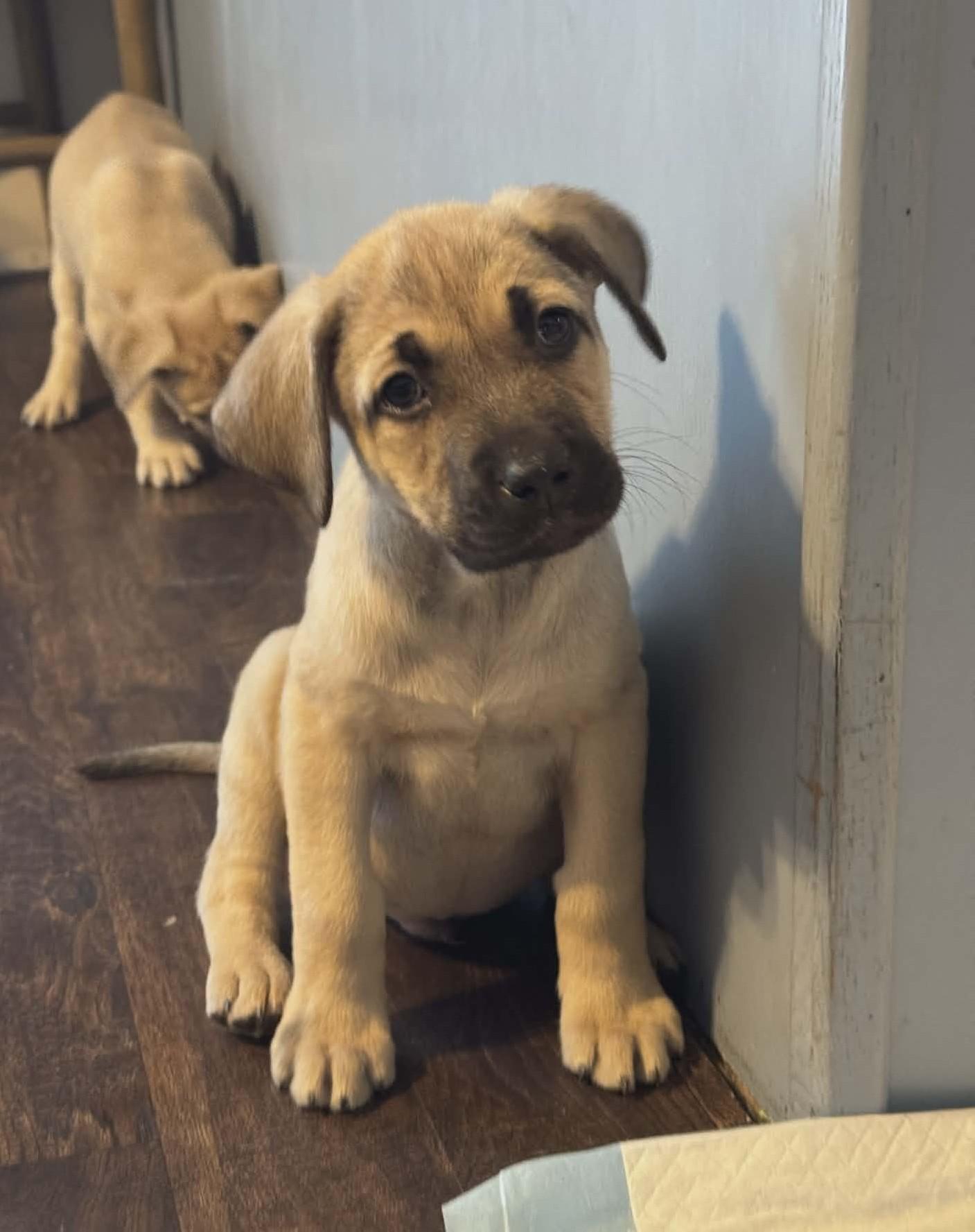 Pepper the shepherd mix puppy, Adoptable, Puppy Male German Shepherd Dog & Labrador Retriever.