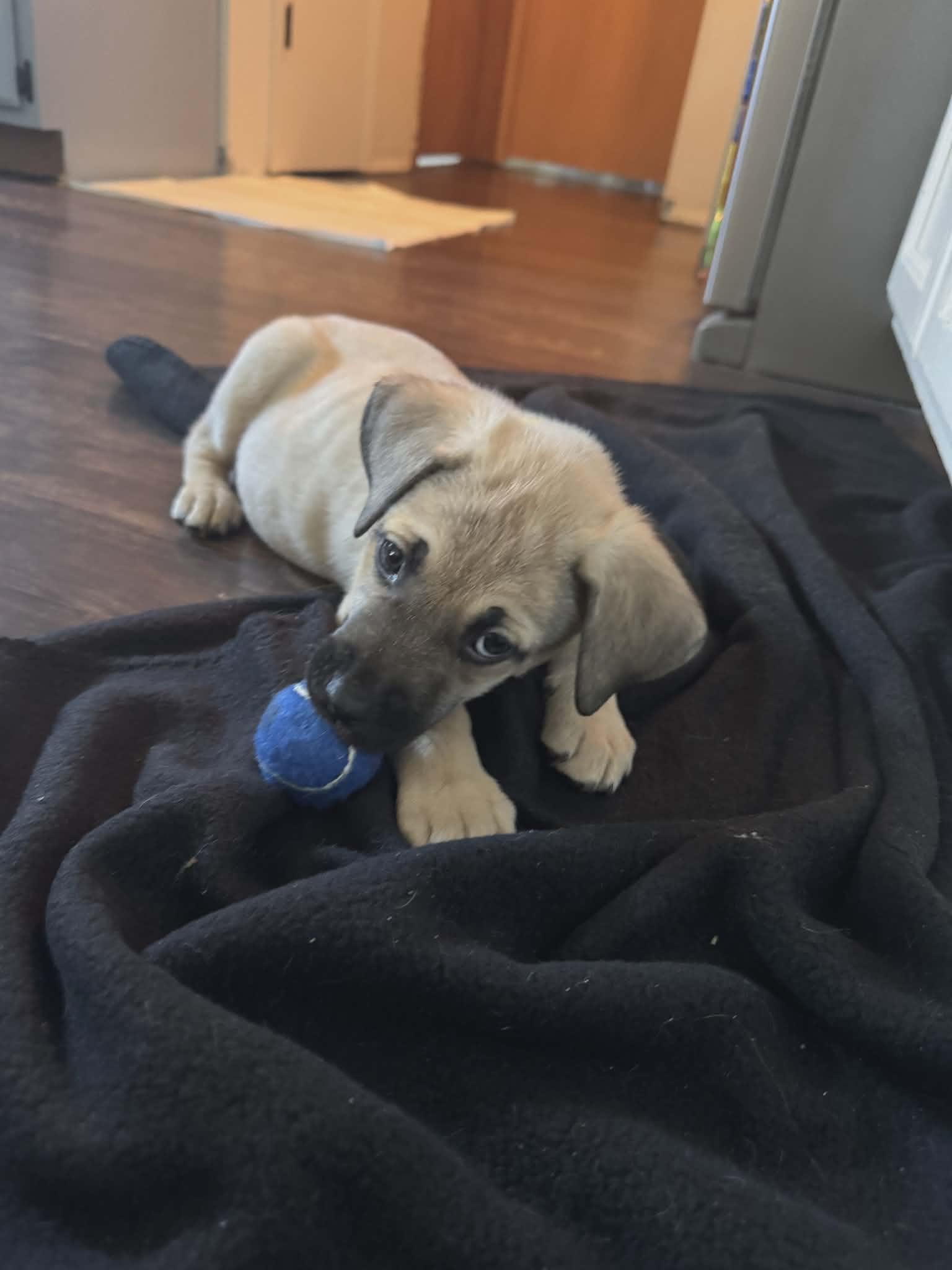 Enlarge Pepper the shepherd mix puppy, a Adoptable mixed breed in Muskego, WI image 4/4