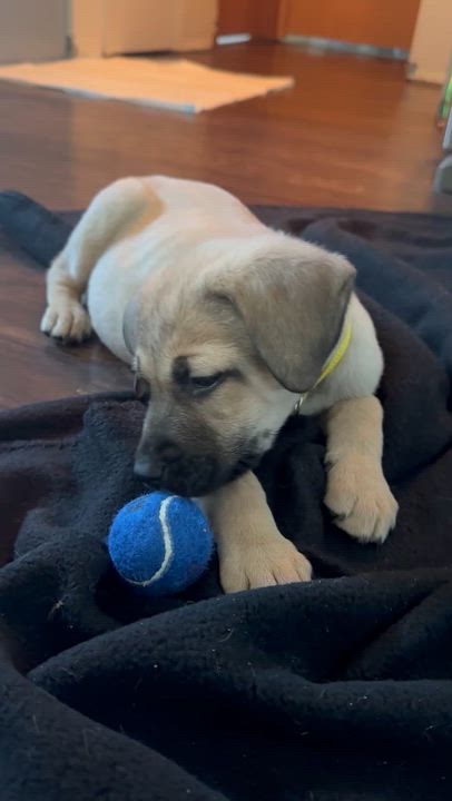Enlarge Pepper the shepherd mix puppy, a Adoptable mixed breed in Muskego, WI video 3/4