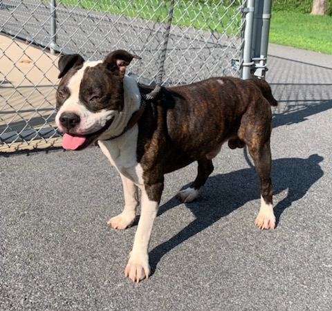 Enlarge REX, a Adopted Boxer in Emporia, VA image 1/4