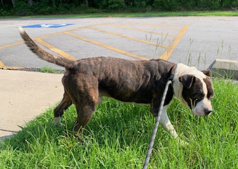 Enlarge REX, a Adopted Boxer in Emporia, VA image 2/4