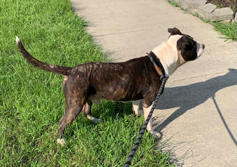 Enlarge REX, a Adopted Boxer in Emporia, VA image 3/4