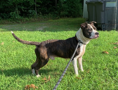 Enlarge REX, a Adopted Boxer in Emporia, VA image 4/4