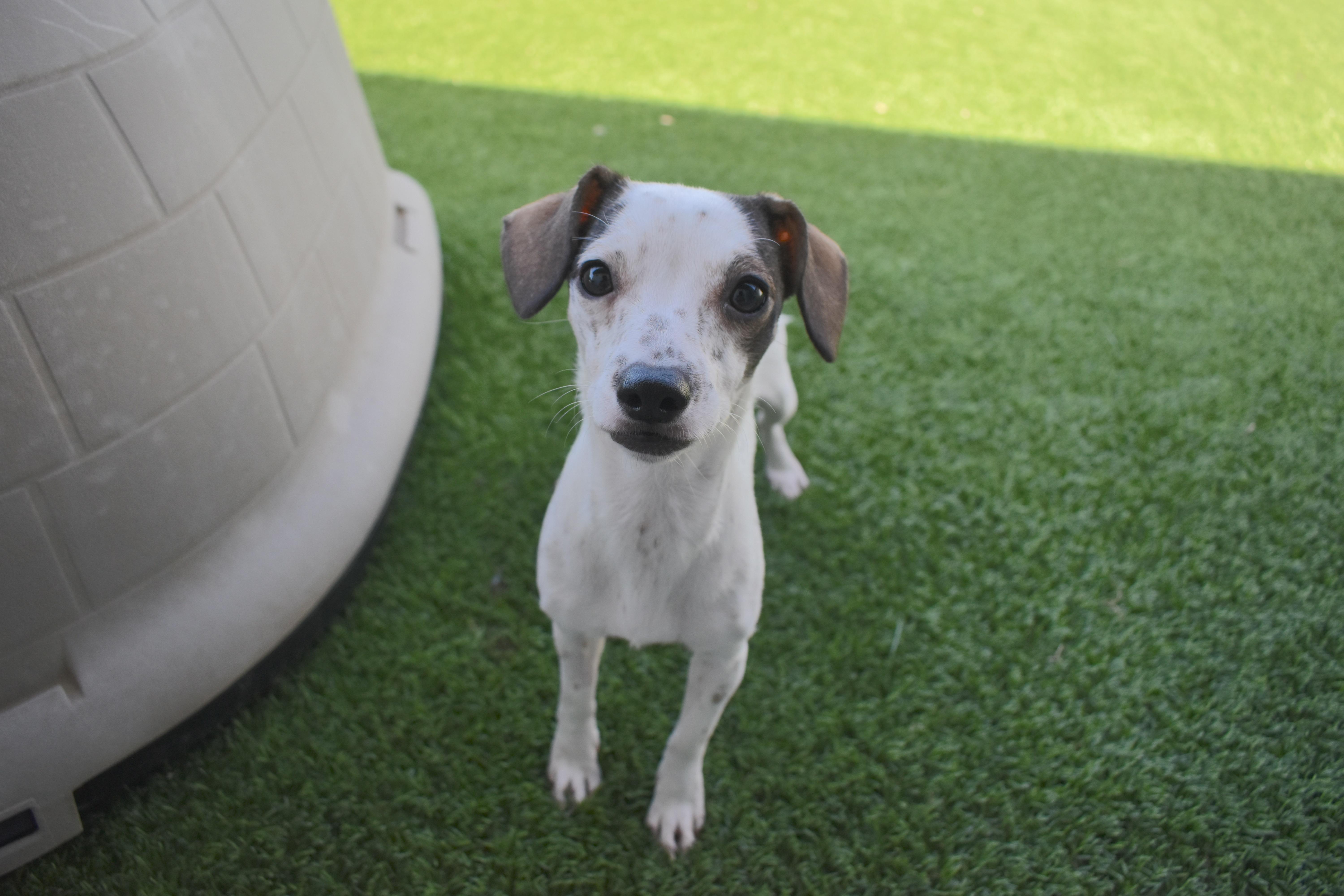 Enlarge Ranchita, a Adopted Chihuahua in Auburn, NE image 4/6