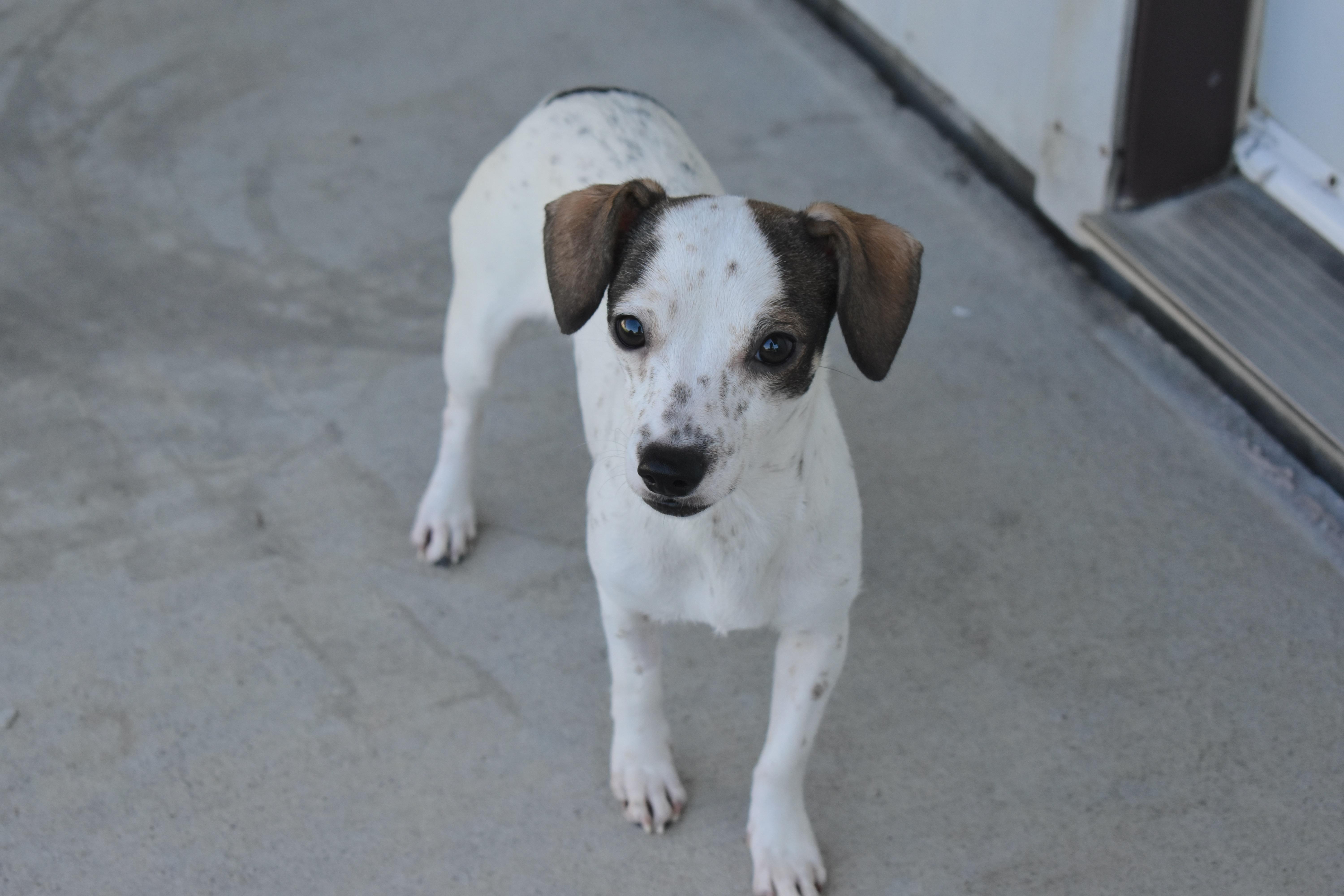 Enlarge Ranchita, a Adopted Chihuahua in Auburn, NE image 2/6