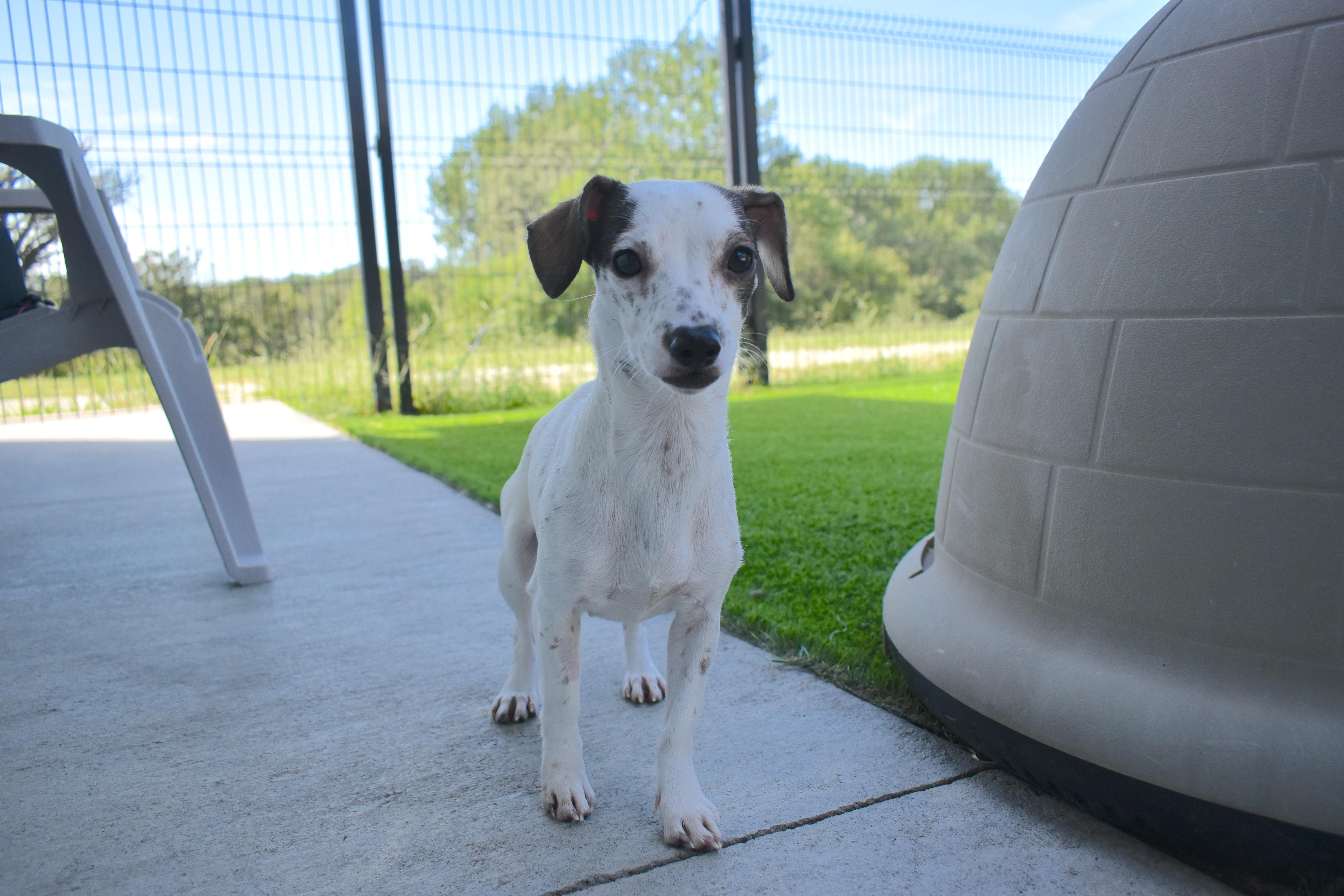 Enlarge Ranchita, a Adopted Chihuahua in Auburn, NE image 6/6