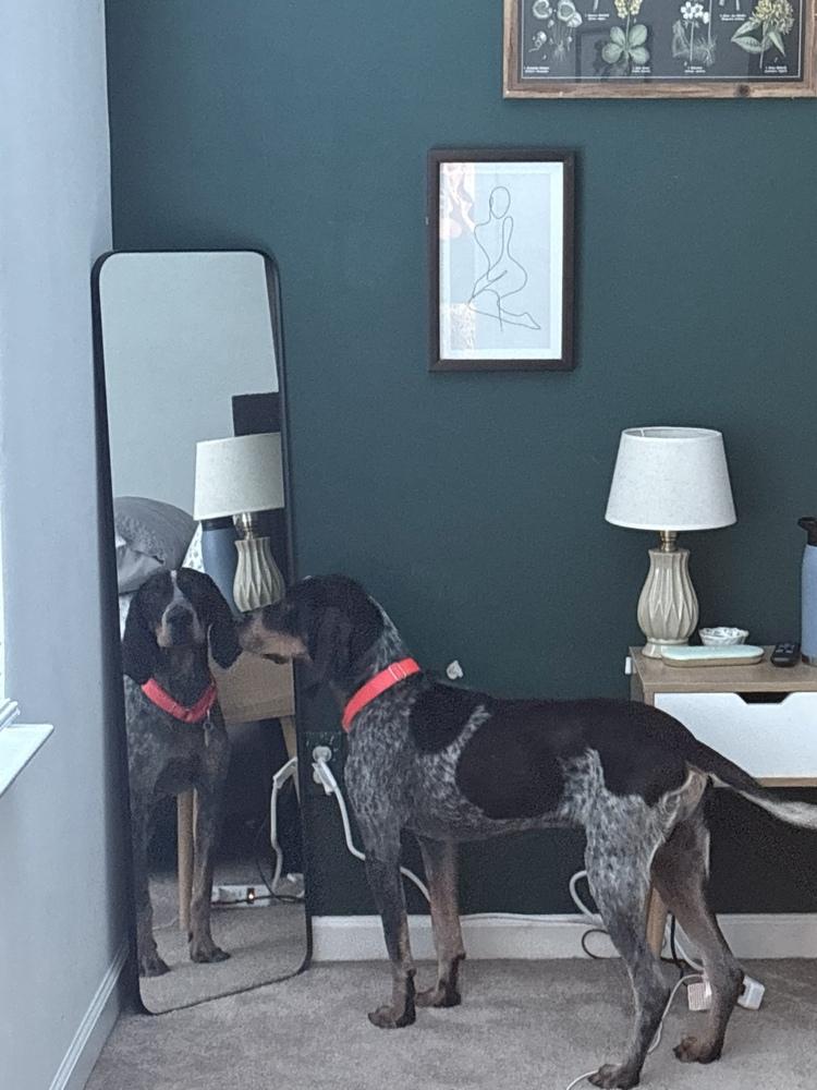 Enlarge Holler, a Adoptable Bluetick Coonhound in Charleston, SC image 1/6