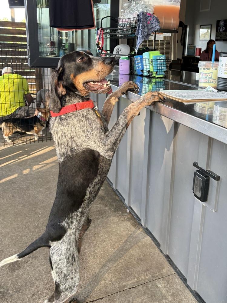 Enlarge Holler, a Adoptable Bluetick Coonhound in Charleston, SC image 2/6