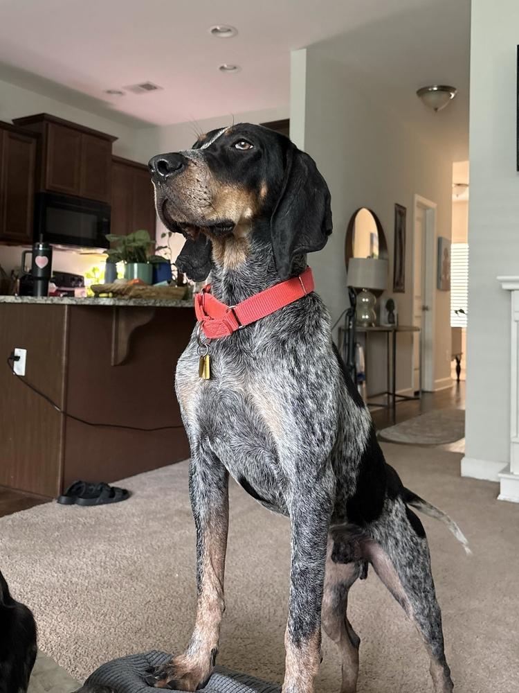 Enlarge Holler, a Adoptable Bluetick Coonhound in Charleston, SC image 3/6