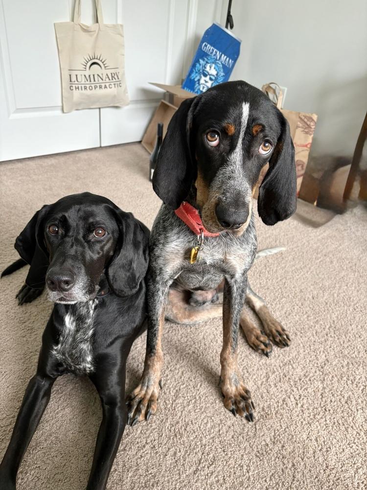 Enlarge Holler, a Adoptable Bluetick Coonhound in Charleston, SC image 4/6