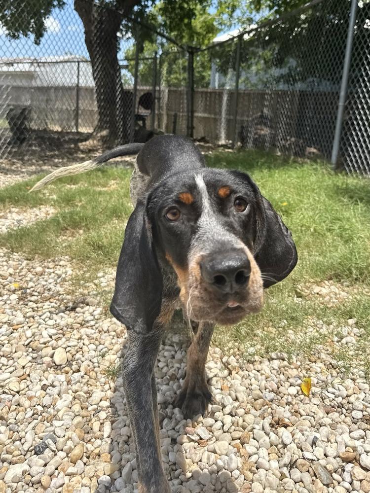 Enlarge Holler, a Adoptable Bluetick Coonhound in Charleston, SC image 5/6