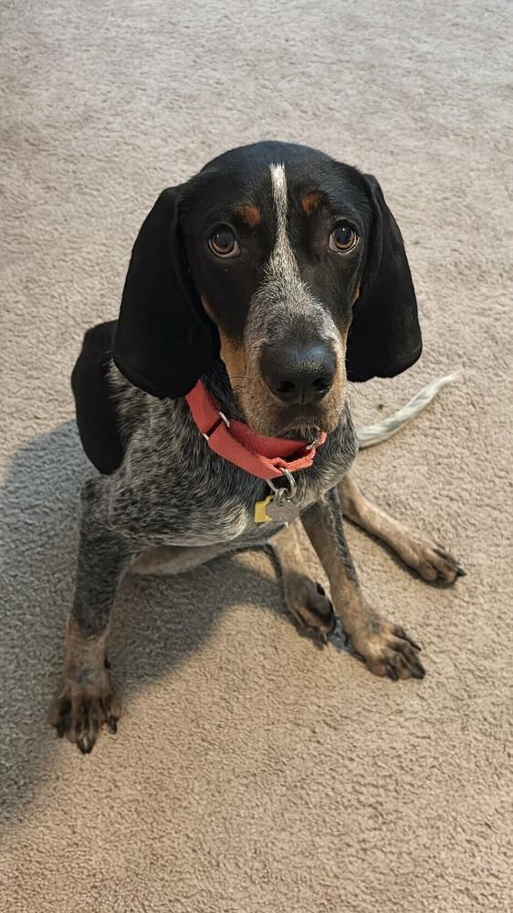 Enlarge Holler, a Adoptable Bluetick Coonhound in Charleston, SC image 6/6