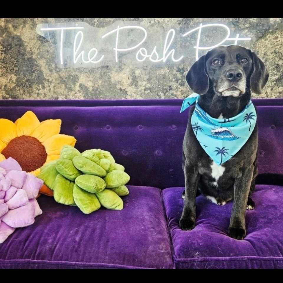 Ryder, ADOPTABLE, Senior Male Black Labrador Retriever & Hound.