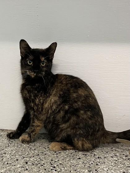 Enlarge Val, a Adoptable Domestic Short Hair in Freeport, IL image 1/1