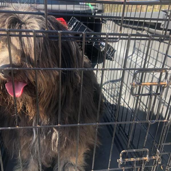 Enlarge Pepper, a ADOPTABLE mixed breed in High Point, NC image 5/6