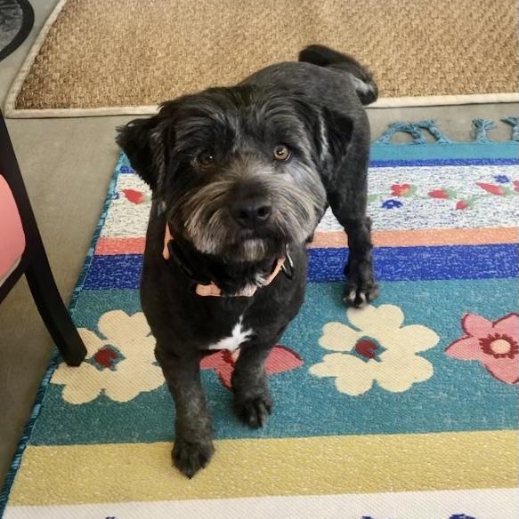 Enlarge Pepper, a ADOPTABLE mixed breed in High Point, NC image 1/6