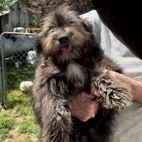 Enlarge Pepper, a ADOPTABLE mixed breed in High Point, NC image 4/6