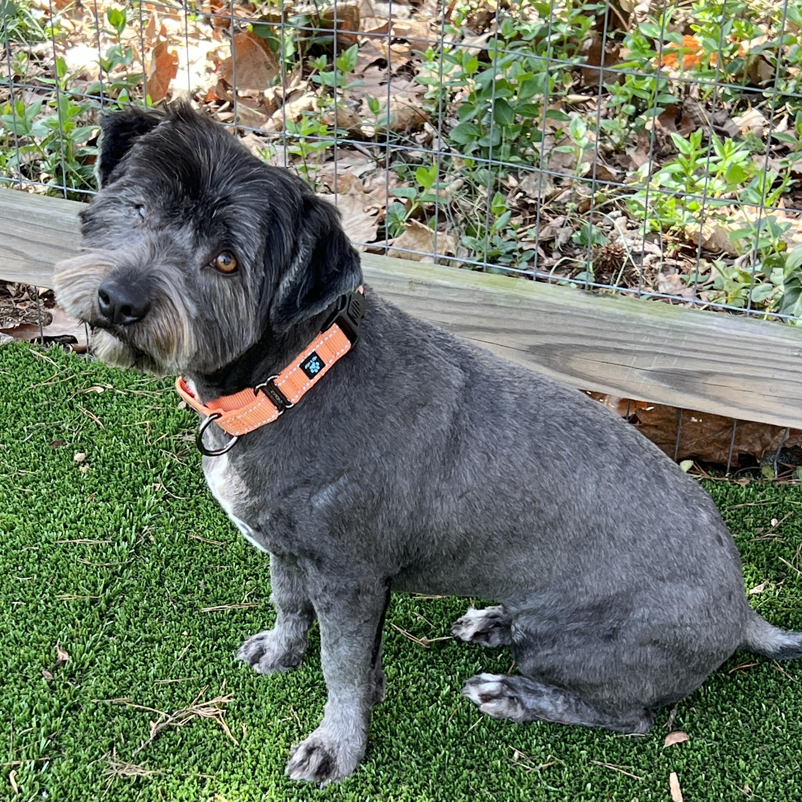 Enlarge Pepper, a ADOPTABLE mixed breed in High Point, NC image 3/6