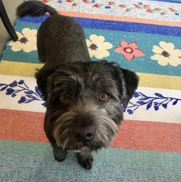 Enlarge Pepper, a ADOPTABLE mixed breed in High Point, NC image 2/6