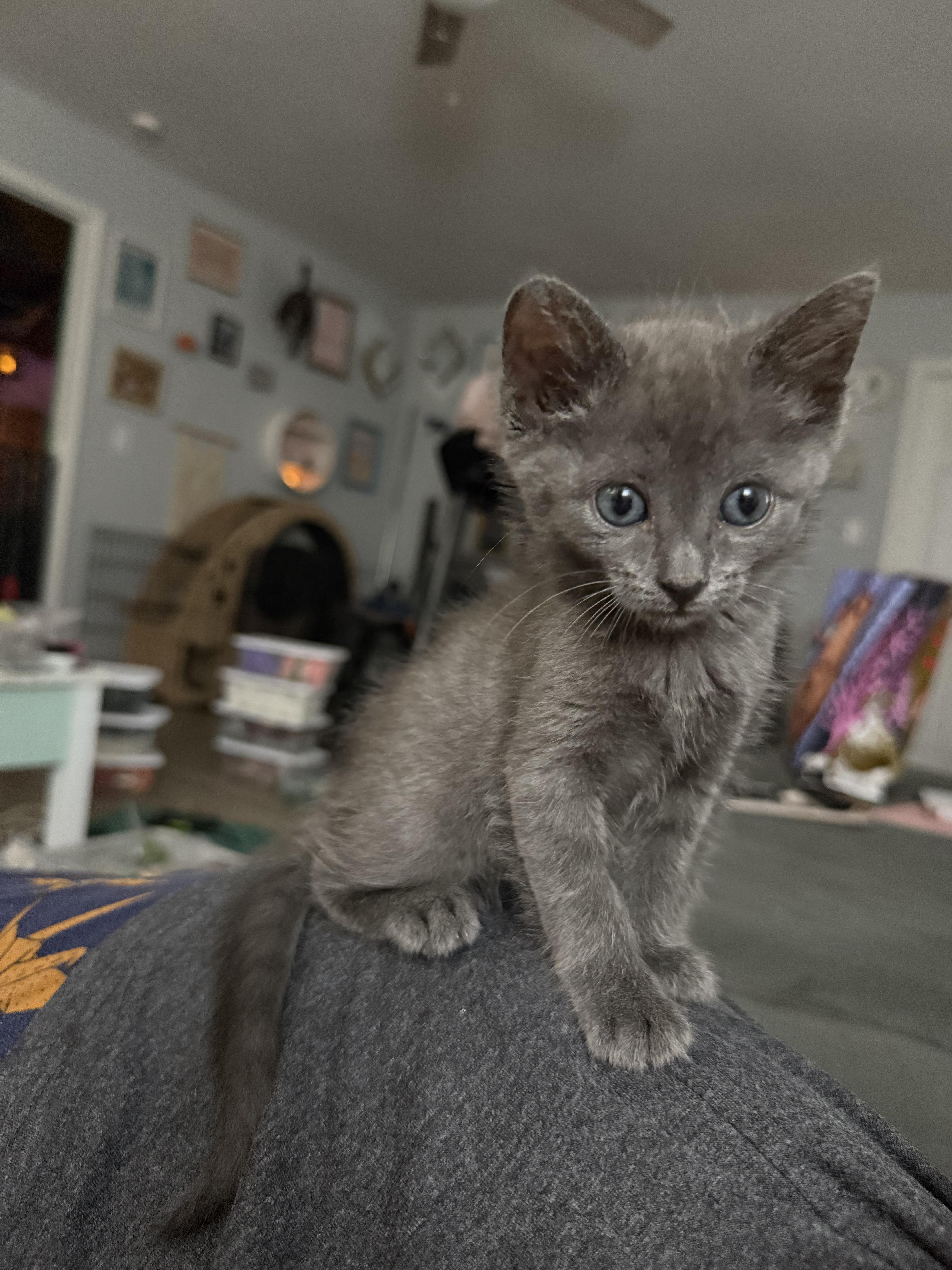 Enlarge Countess of Cuddles (Katie), a Adopted Domestic Short Hair in Currie, NC image 4/5