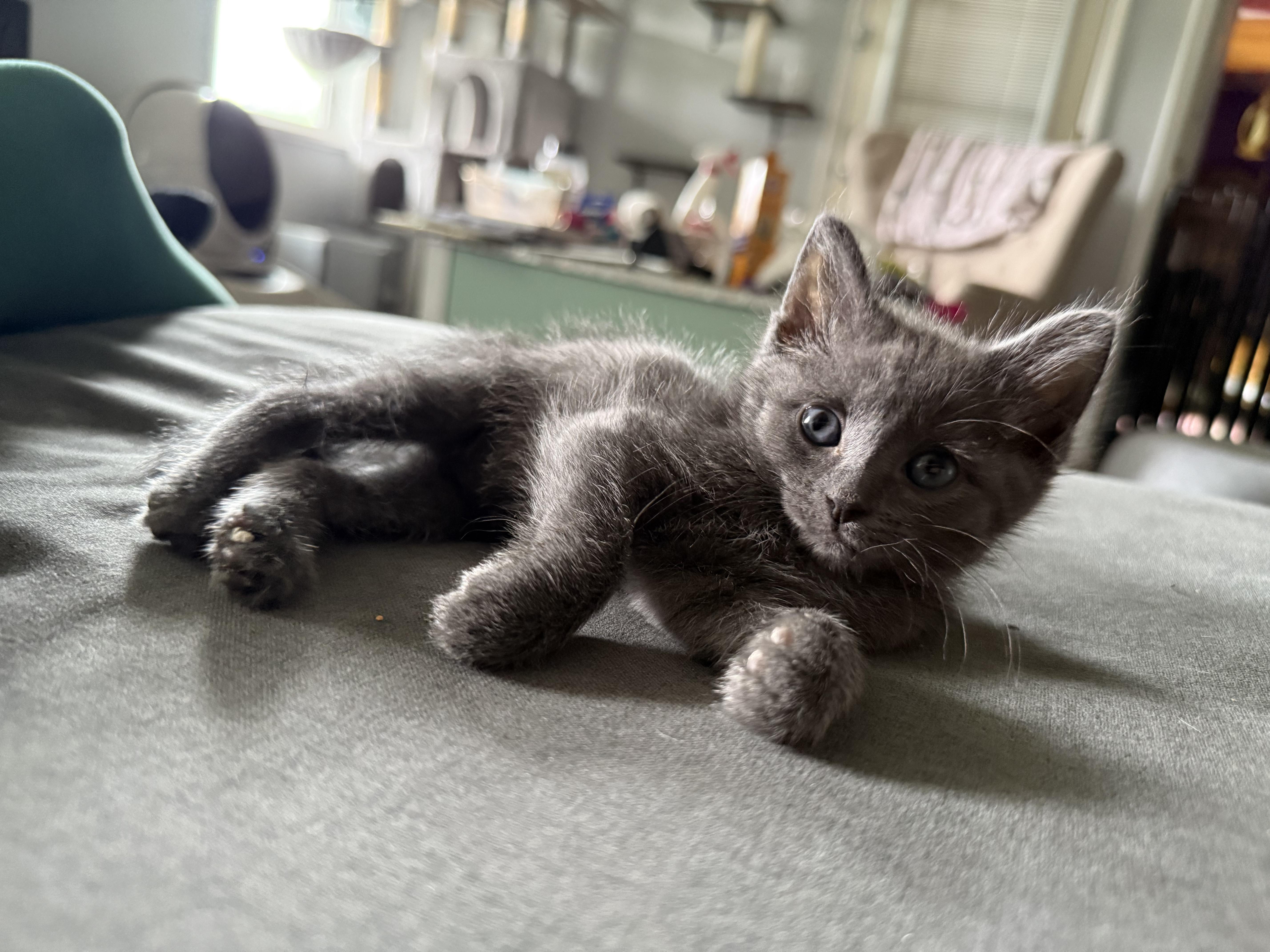 Enlarge Countess of Cuddles (Katie), a Adopted Domestic Short Hair in Currie, NC image 5/5