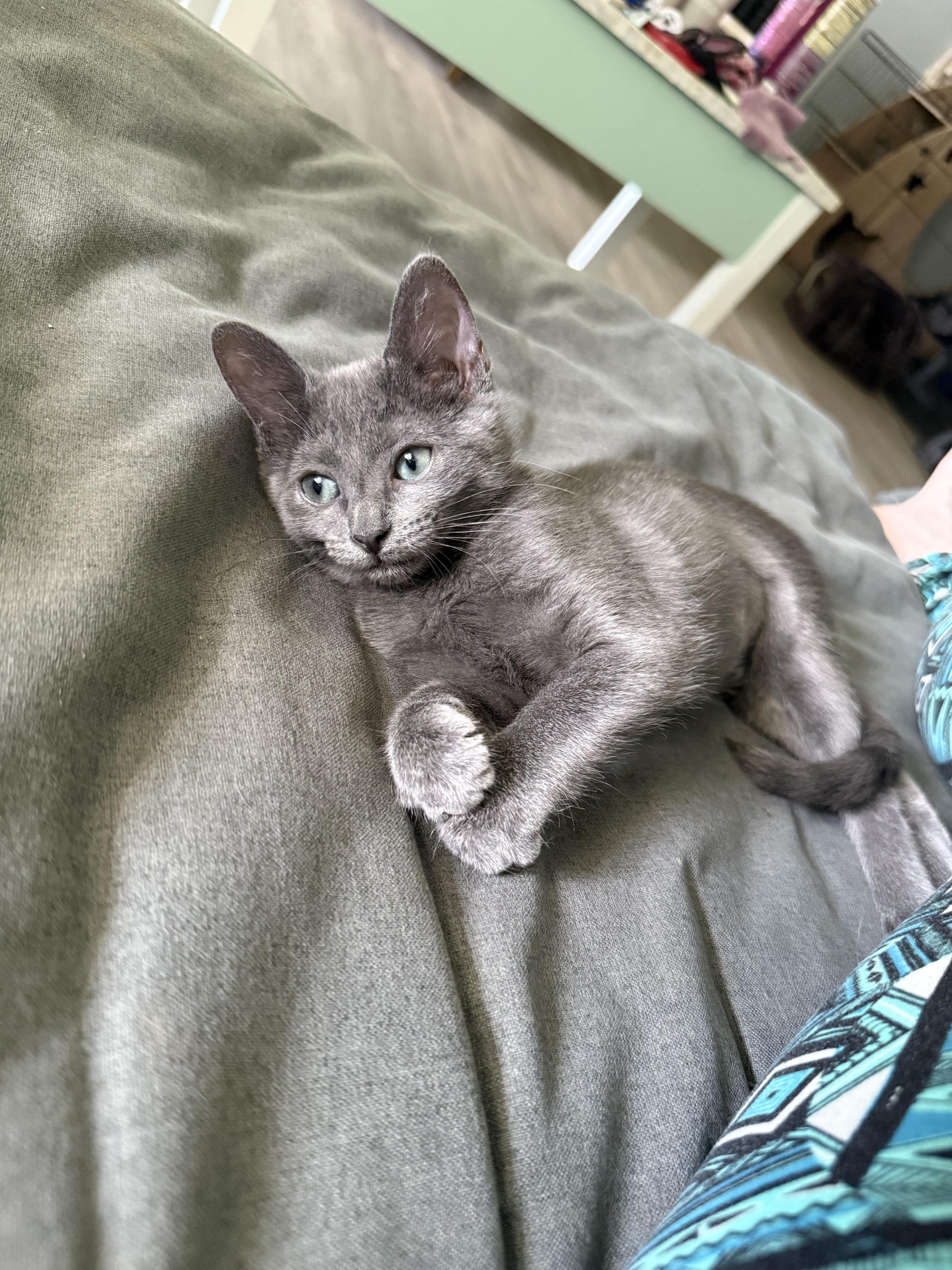 Enlarge Countess of Cuddles (Katie), a Adopted Domestic Short Hair in Currie, NC image 3/5