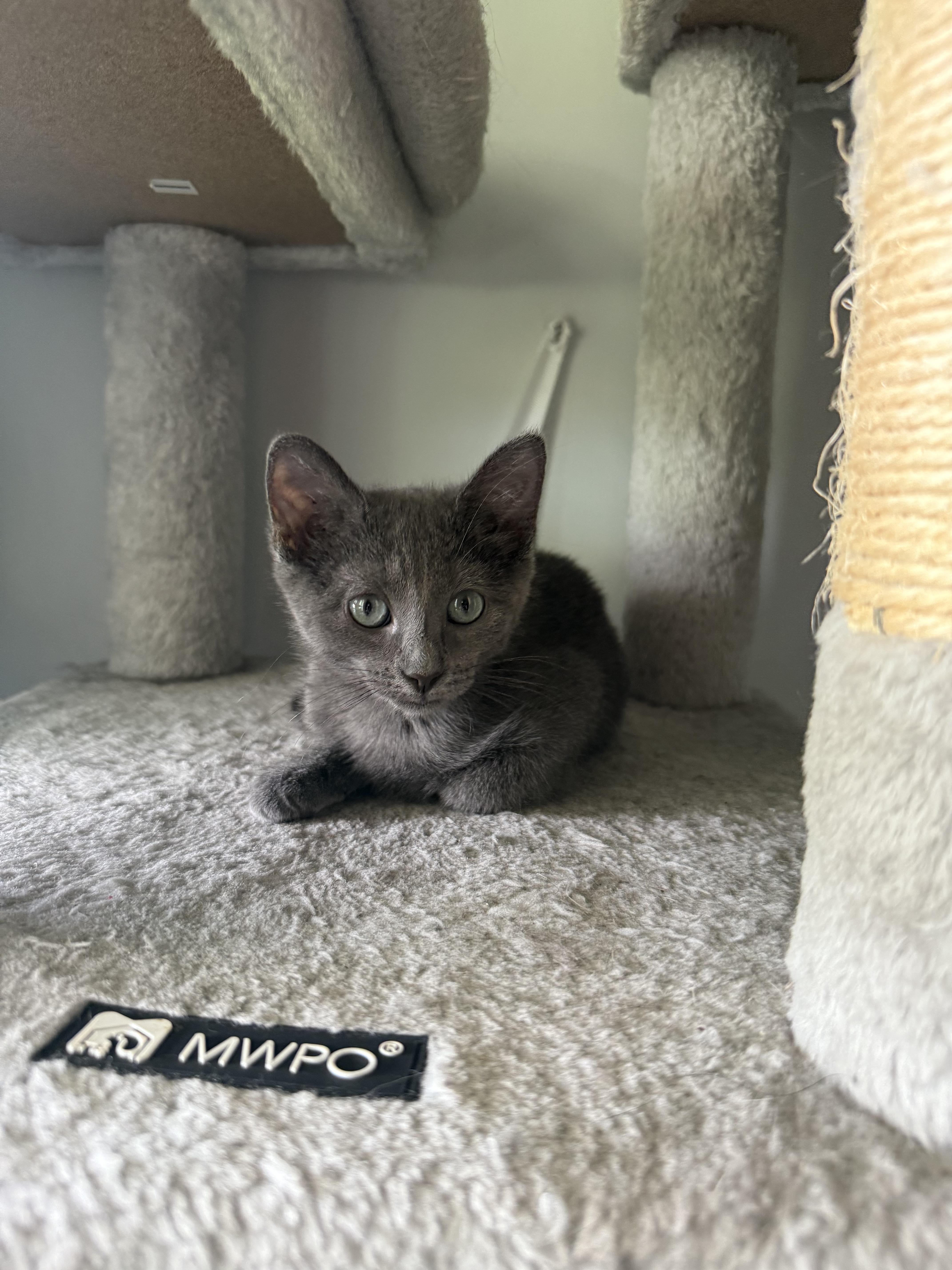 Enlarge Countess of Cuddles (Katie), a Adopted Domestic Short Hair in Currie, NC image 2/5