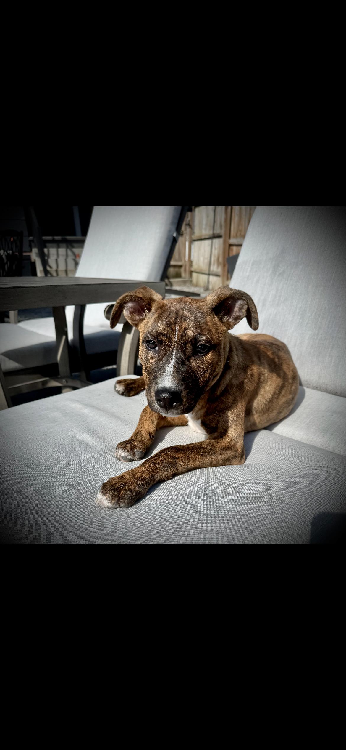 Pixie / Trixie (~ being fostered), a Adoptable mixed breed in Grafton, WV image 2/6