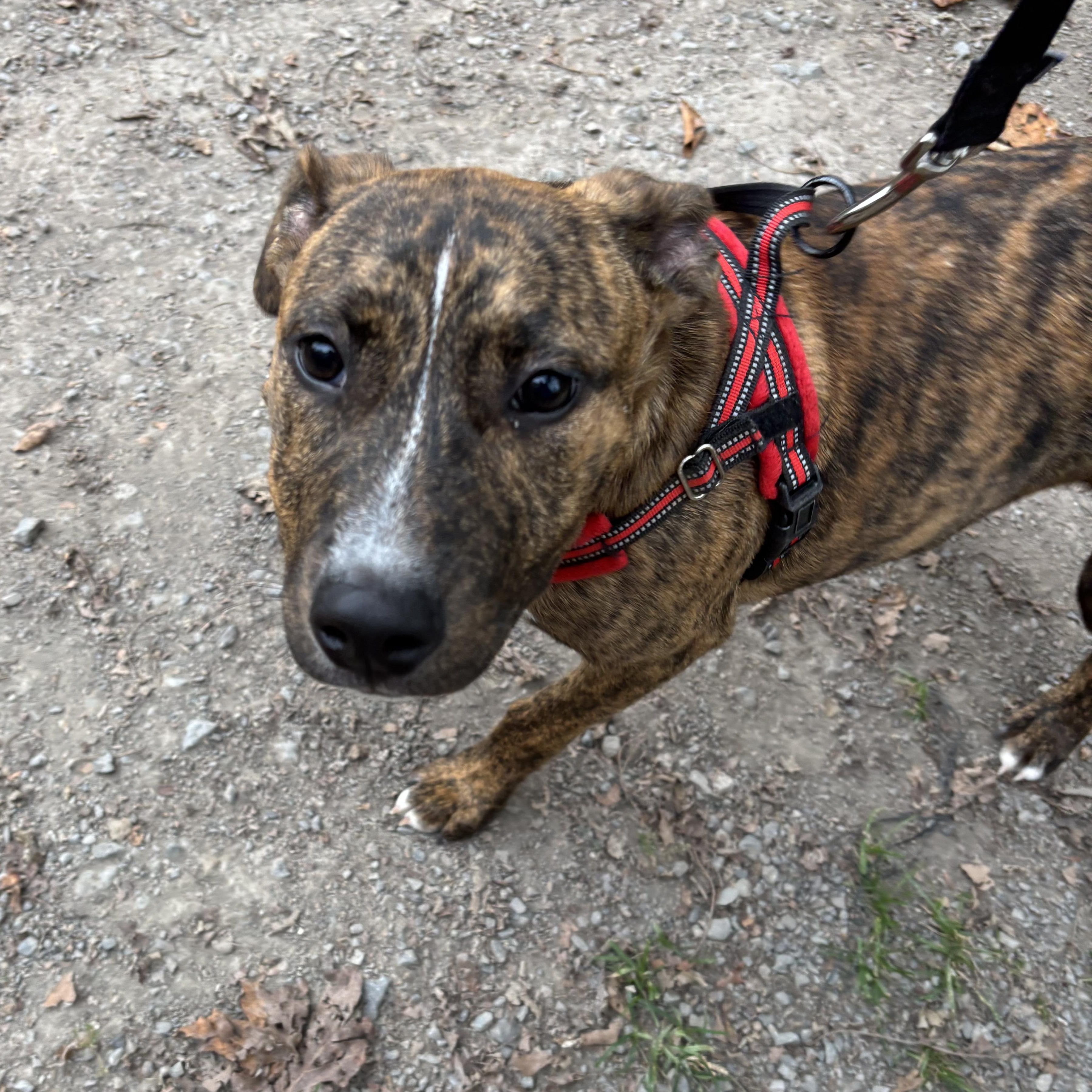 Pixie / Trixie (~ being fostered)