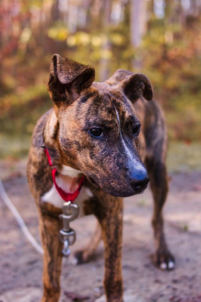 Pixie / Trixie (~ being fostered)