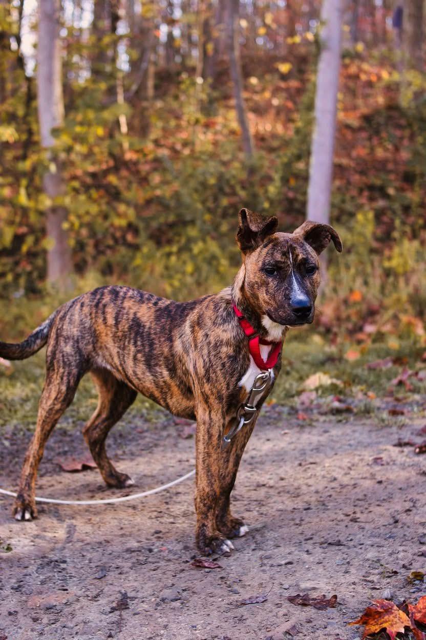 Pixie / Trixie (~ being fostered), a Adoptable mixed breed in Grafton, WV image 6/6