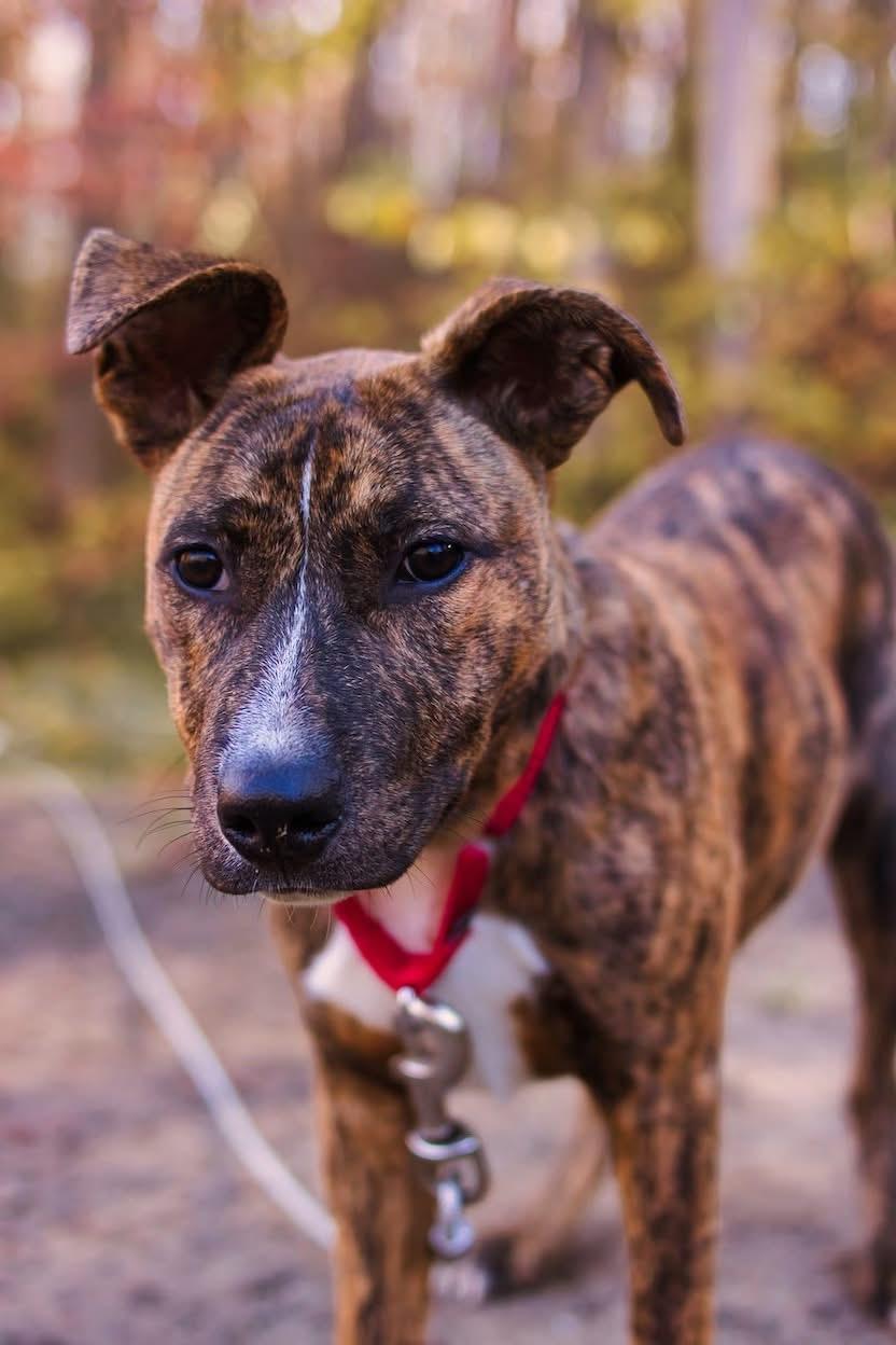 Pixie / Trixie (~ being fostered), a Adoptable mixed breed in Grafton, WV image 1/6