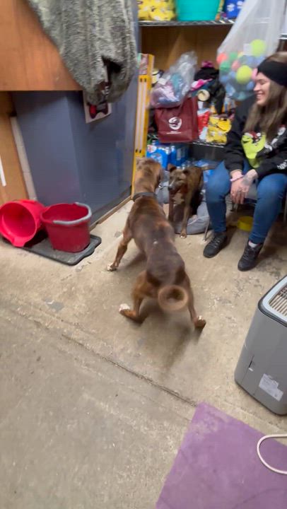Enlarge Pixie / Trixie (~ being fostered), a Adoptable mixed breed in Grafton, WV video 4/6