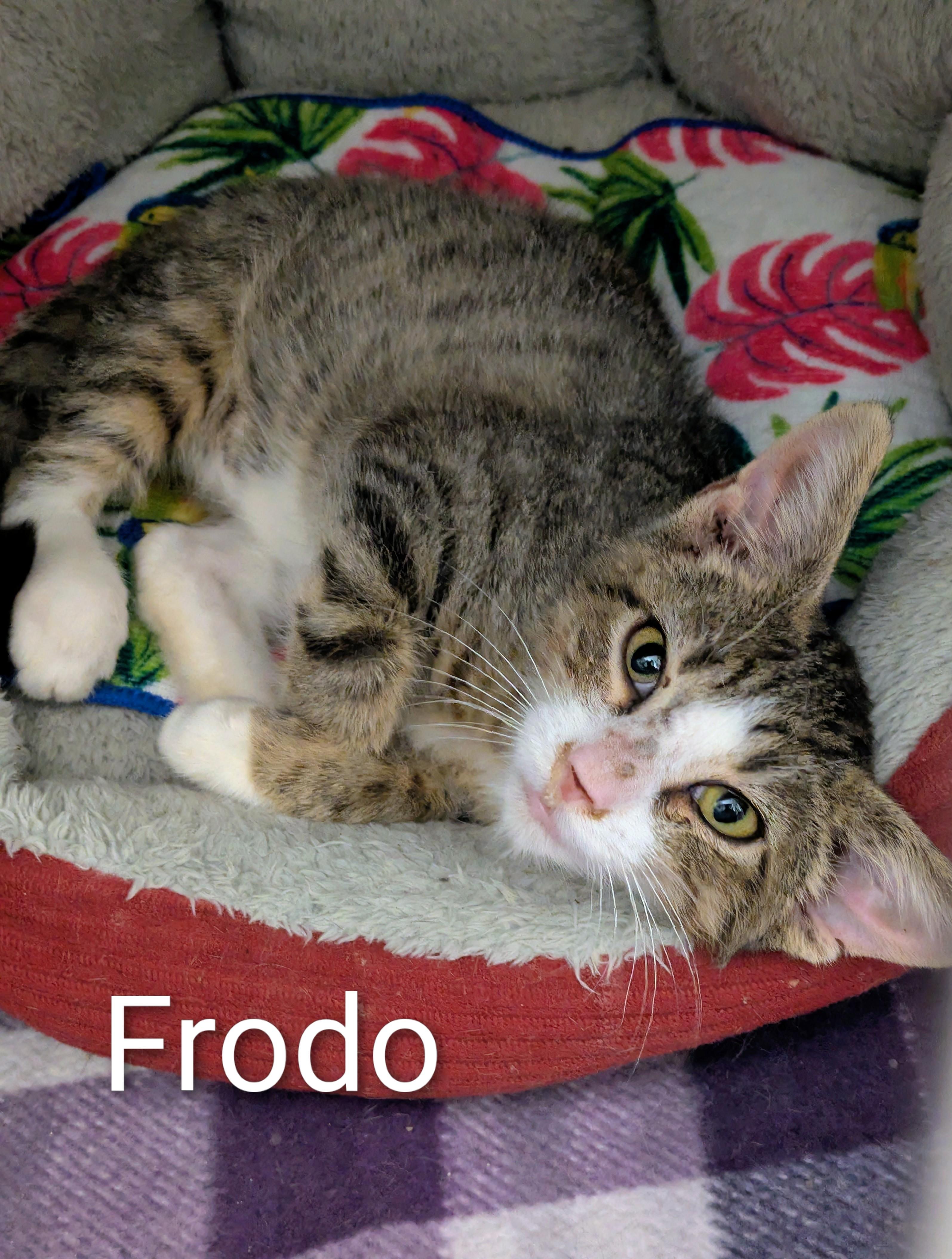 Frodo, Adoptable, Young Male Domestic Short Hair.