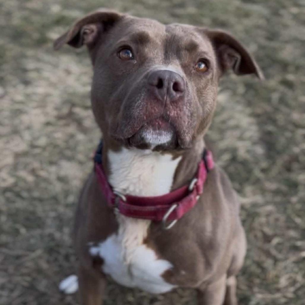 Enlarge Nala, a Adoptable mixed breed in Marysville, OH image 1/5