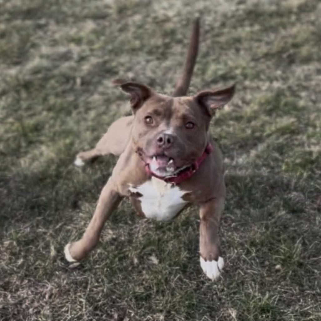 Enlarge Nala, a Adoptable mixed breed in Marysville, OH image 2/5