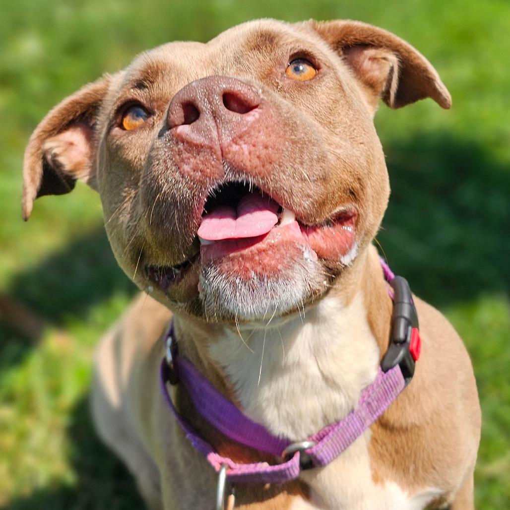 Enlarge Nala, a Adoptable mixed breed in Marysville, OH image 3/5