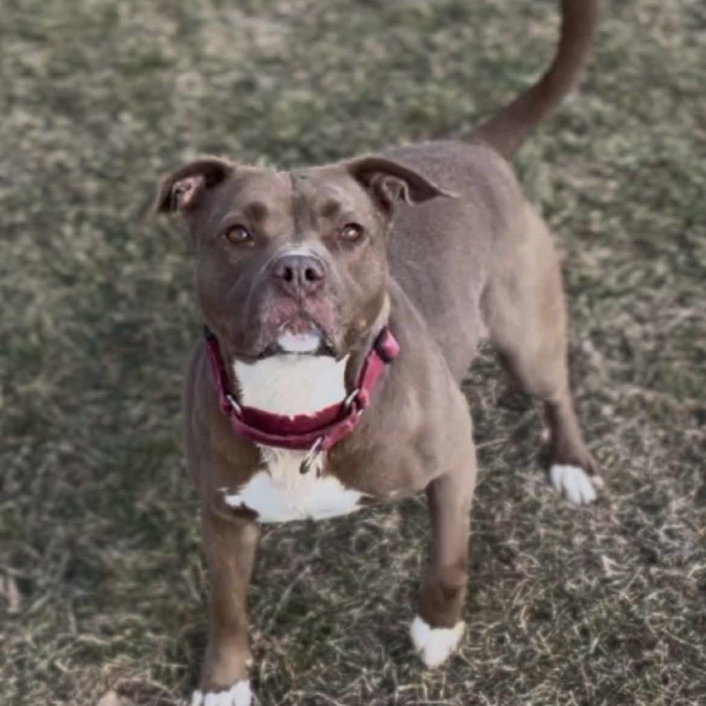 Enlarge Nala, a Adoptable mixed breed in Marysville, OH image 4/5