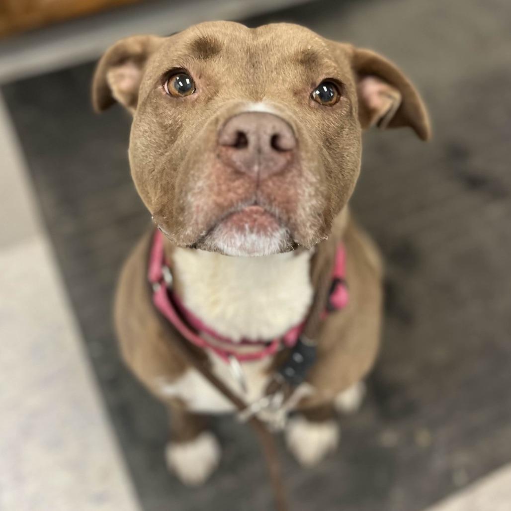 Enlarge Nala, a Adoptable mixed breed in Marysville, OH image 5/5