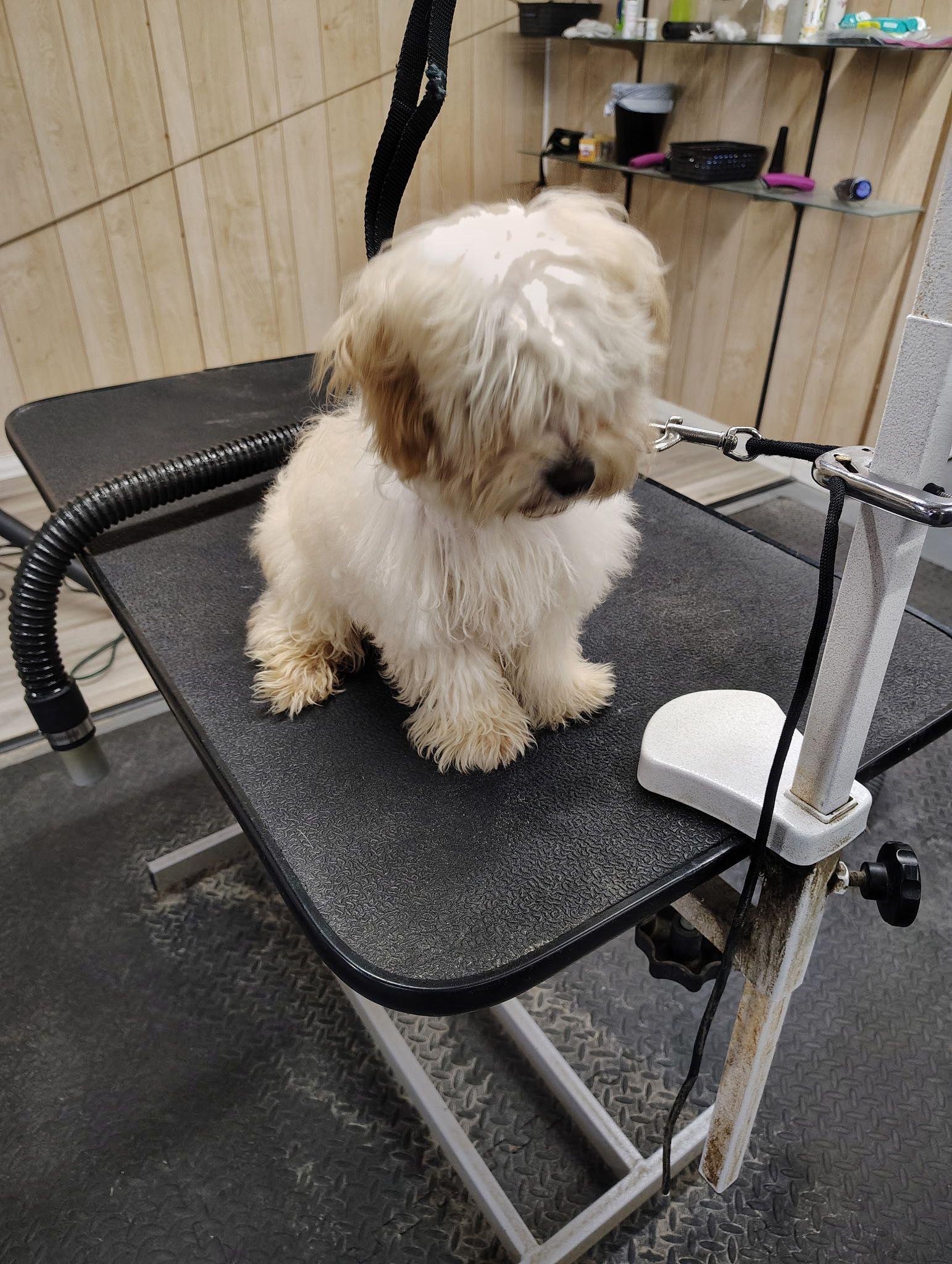 Enlarge Charlie  (rt), a Adopted mixed breed in White Bluff, TN image 1/3