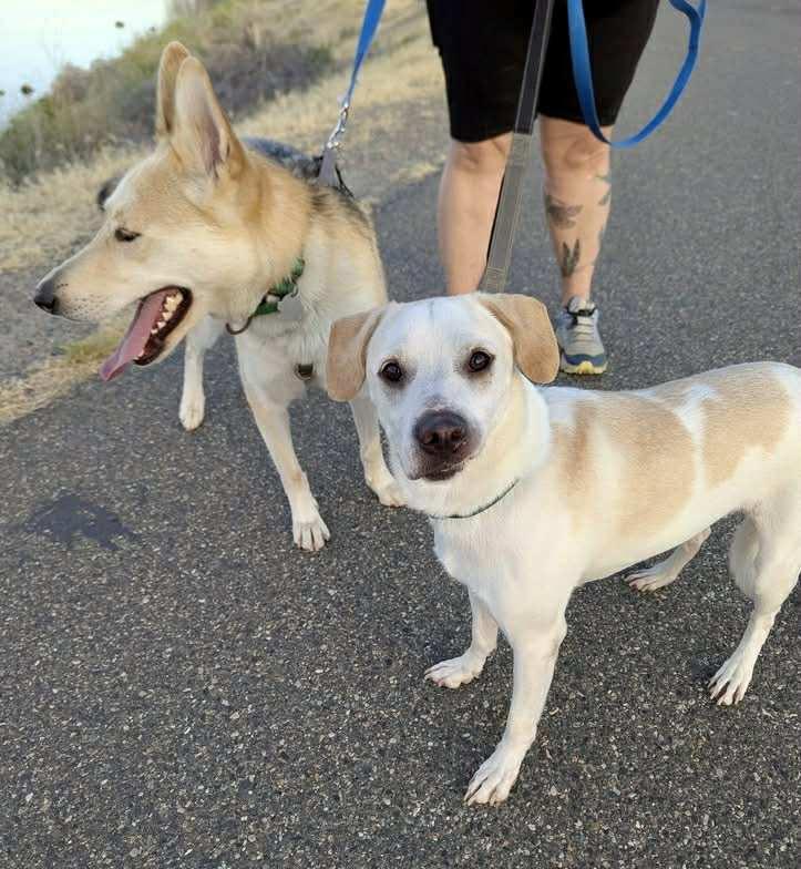 Mini Vinni, a Adoptable mixed breed in West Richland, WA image 1/4