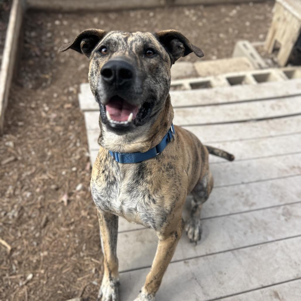 Enlarge SHERE KHAN, a Adoptable mixed breed in Kyle, TX image 1/6