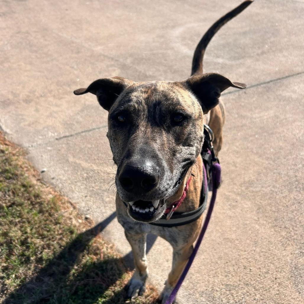 Enlarge SHERE KHAN, a Adoptable mixed breed in Kyle, TX image 4/6