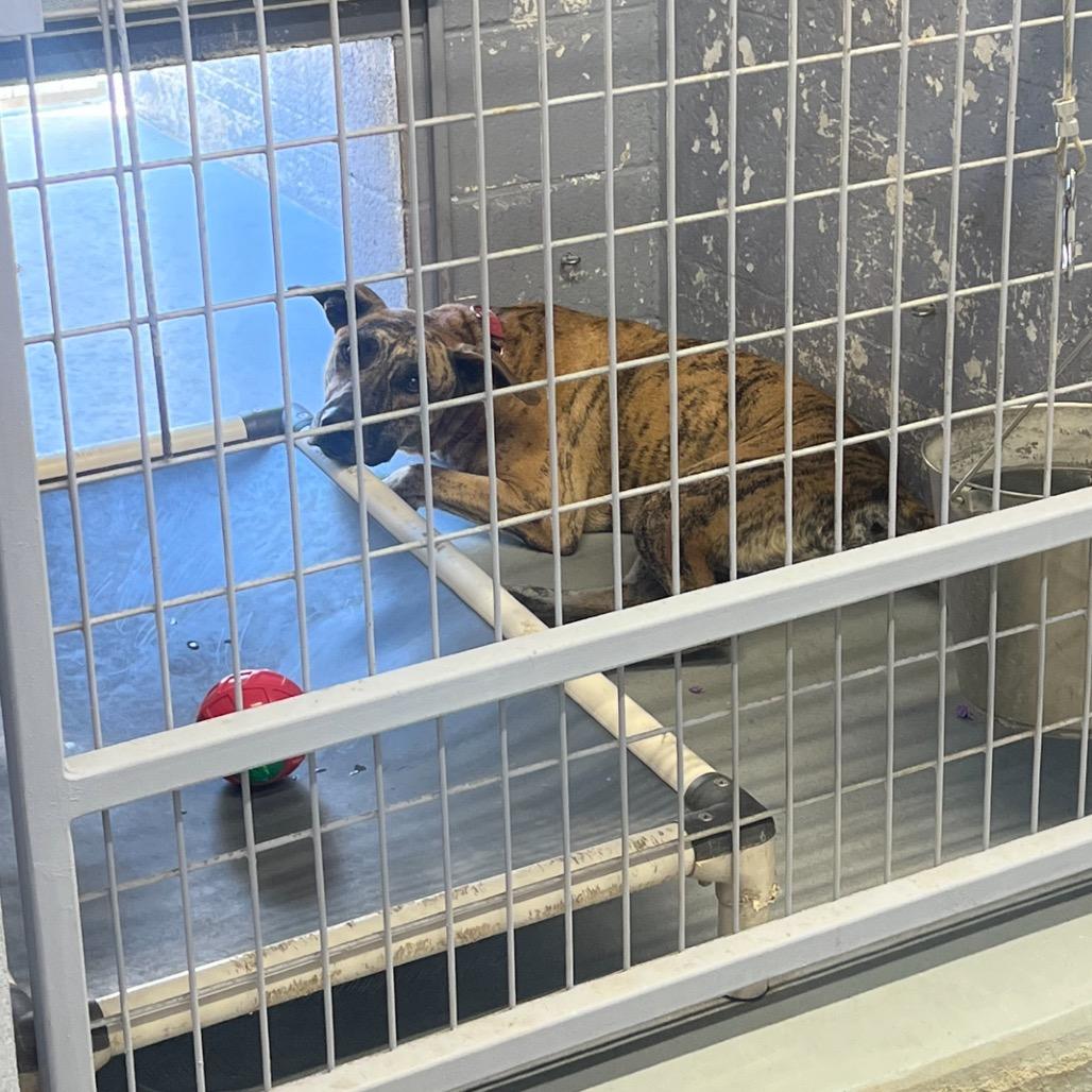 Enlarge SHERE KHAN, a Adoptable mixed breed in Kyle, TX image 6/6